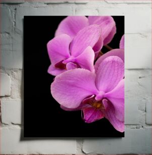 Πίνακας, Close-up of Pink Orchids Κοντινό πλάνο ροζ ορχιδέες