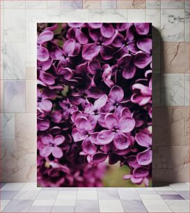 Πίνακας, Close-up of Purple Flowers Κοντινό πλάνο μωβ λουλούδια