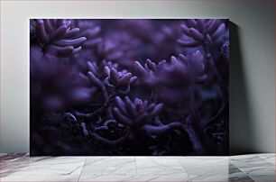Πίνακας, Close-up of Purple Succulents Κοντινό πλάνο μωβ παχύφυτα