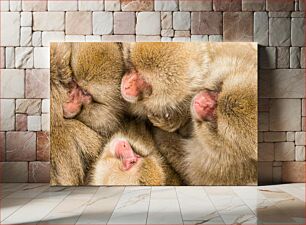 Πίνακας, Close-up of Sleeping Monkeys Κοντινό πλάνο με πιθήκους που κοιμούνται