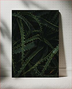 Πίνακας, Close-up of Spiky Green Plant Κοντινό πλάνο του Spiky Green Plant