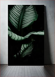 Πίνακας, Close-up of Striped Leaves Κοντινό πλάνο με ριγέ φύλλα