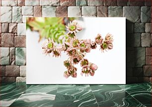 Πίνακας, Close-up of Succulent Flowers Κοντινό πλάνο από παχύφυτα λουλούδια