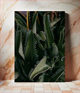 Πίνακας, Close-up of Succulent Plant Κοντινό πλάνο του παχύφυτου