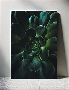 Πίνακας, Close-up of Succulent Plant Κοντινό πλάνο του παχύφυτου φυτού