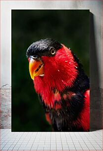 Πίνακας, Close-up of Vibrant Red Bird Κοντινό πλάνο του ζωντανού κόκκινου πουλιού