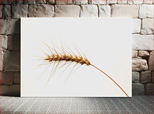 Πίνακας, Close-up of Wheat Spike Κοντινό πλάνο του Wheat Spike