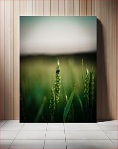 Πίνακας, Close-up of Wheat with Insect Κοντινό πλάνο του σίτου με το έντομο