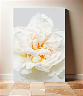 Πίνακας, Close-Up of White Flower Κοντινό πλάνο Λευκού Λουλουδιού