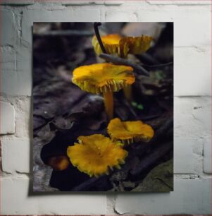 Πίνακας, Close-Up of Wild Mushrooms Κοντινό πλάνο άγριων μανιταριών