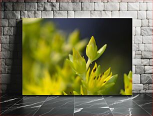 Πίνακας, Close-up of Yellow Flowers Κοντινό πλάνο κίτρινων λουλουδιών