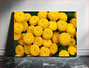 Πίνακας, Close-up of Yellow Flowers Κοντινό πλάνο κίτρινων λουλουδιών