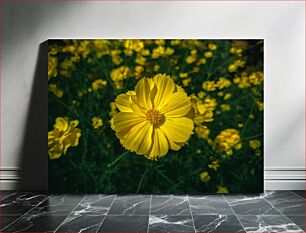 Πίνακας, Close-Up of Yellow Flowers Κοντινό πλάνο κίτρινων λουλουδιών