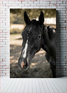 Πίνακας, Close-up Portrait of a Horse Πορτρέτο ενός αλόγου από κοντά