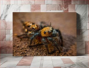 Πίνακας, Close-up Spider Photography Κοντινό πλάνο Spider Photography