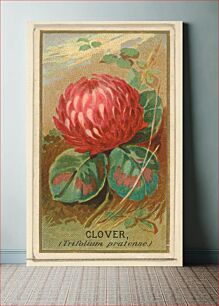 Πίνακας, Clover (Trifolium pratense), from the Flowers series for Old Judge Cigarettes issued by Goodwin & Company