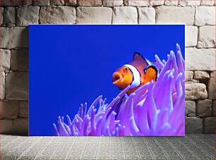 Πίνακας, Clownfish Among the Coral Ψάρια κλόουν Ανάμεσα στα Κοράλλια
