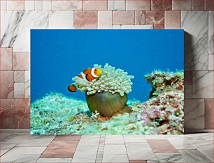 Πίνακας, Clownfish and Anemone Κλόουνψαρο και Ανεμώνη