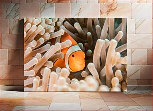 Πίνακας, Clownfish in Anemone Κλόουνψαρο στην Ανεμώνη