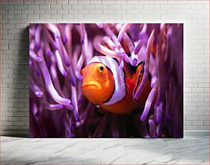 Πίνακας, Clownfish in Anemone Κλόουνψαρο στην Ανεμώνη