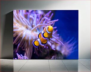 Πίνακας, Clownfish in Coral Reef Κλόουνψάρια στον Κοραλλιογενή Ύφαλο