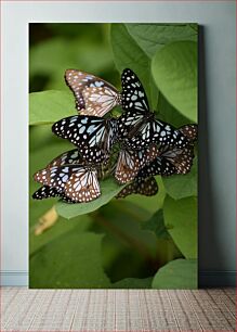 Πίνακας, Cluster of Butterflies on Leaf Συστάδα πεταλούδων σε φύλλο