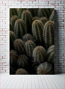 Πίνακας, Cluster of Cacti Συστάδα κάκτων