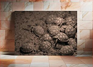 Πίνακας, Cluster of Turtles Συστάδα χελωνών