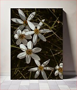 Πίνακας, Cluster of White Flowers Συστάδα λευκών λουλουδιών