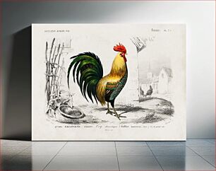Πίνακας, Cock illustrated by Charles Dessalines D' Orbigny (1806-1876)