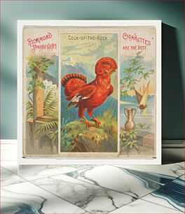 Πίνακας, Cock-of-the-Rock, from Birds of the Tropics series (N38) for Allen & Ginter Cigarettes, issued by Allen & Ginter