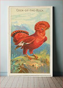 Πίνακας, Cock-of-the-Rock, from the Birds of the Tropics series (N5) for Allen & Ginter Cigarettes Brands