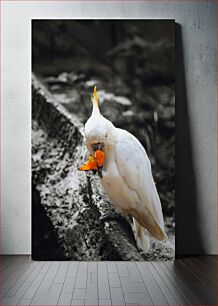 Πίνακας, Cockatoo Eating Fruit Κακάτου που τρώει φρούτα