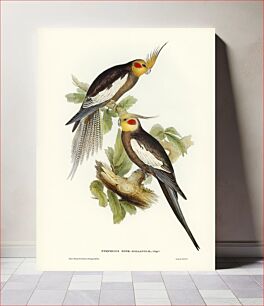 Πίνακας, Cockatoo Parakeet (Nymphicus Novae Hollandiae) illustrated by Elizabeth Gould (1804–1841) for John Gould&rsq