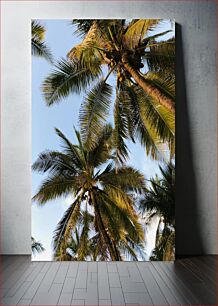 Πίνακας, Coconut Palm Trees Against Blue Sky Φοίνικες καρύδας ενάντια στο γαλάζιο του ουρανού