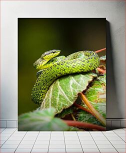 Πίνακας, Coiled Green Snake on Leaf Κουλουριασμένο πράσινο φίδι σε φύλλο