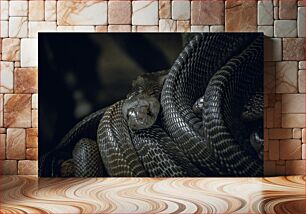 Πίνακας, Coiled Serpent Κουλουριασμένο Φίδι