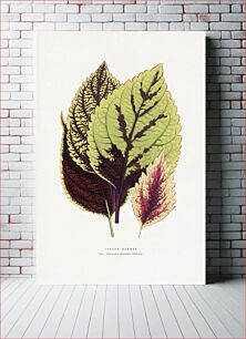 Πίνακας, Coleus Blumei leaf illustration