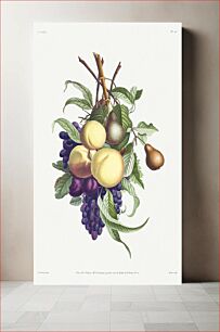 Πίνακας, Collection des fleurs et des fruits: Branches de rousselet, pêche, prune et raisin (1805) by Jean Louis Prévost