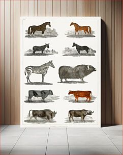 Πίνακας, Collection of animals. A History of the Earth and Animated Nature (1820) by Oliver Goldsmith (1730-1774)