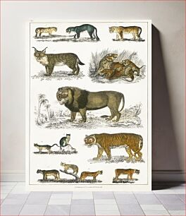 Πίνακας, Collection of animals in the feline family. A History of the Earth and Animated Nature (1820) by Oliver Goldsmith (1730-1774)