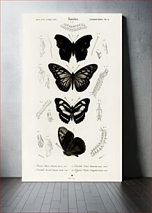Πίνακας, Collection of butterflies illustrated by Charles Dessalines D' Orbigny (1806-1876)