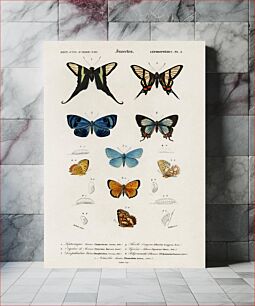 Πίνακας, Collection of hand drawings of butterflies illustrated by Charles Dessalines D' Orbigny (1806-1876)