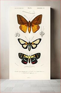 Πίνακας, Collection of moths illustrated by Charles Dessalines D' Orbigny (1806-1876)