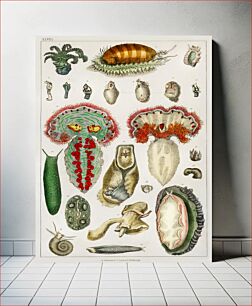 Πίνακας, Collection of various animal with tentacles. A History of the Earth and Animated Nature (1820) by Oliver Goldsmith (1730-1774)