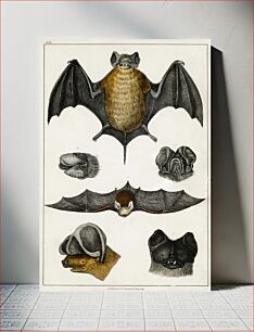 Πίνακας, Collection of various Bats. A History of the Earth and Animated Nature (1820) by Oliver Goldsmith (1730-1774)