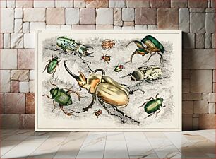 Πίνακας, Collection of various beetles. A History of the Earth and Animated Nature (1820) by Oliver Goldsmith (1730-1774)