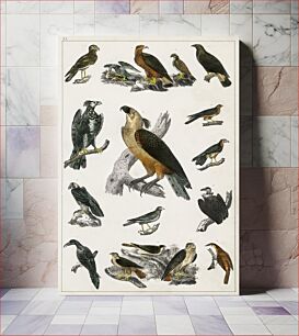 Πίνακας, Collection of various birds. A History of the Earth and Animated Nature (1820) by Oliver Goldsmith (1730-1774)