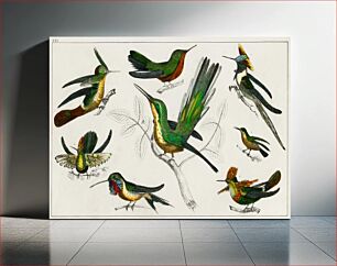 Πίνακας, Collection of various birds. A History of the Earth and Animated Nature (1820) by Oliver Goldsmith (1730-1774)