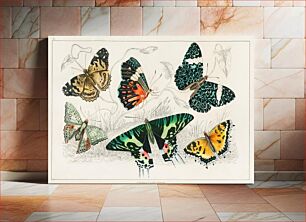 Πίνακας, Collection of Various Butterflies. A History of the Earth and Animated Nature (1820) by Oliver Goldsmith (1730-1774)